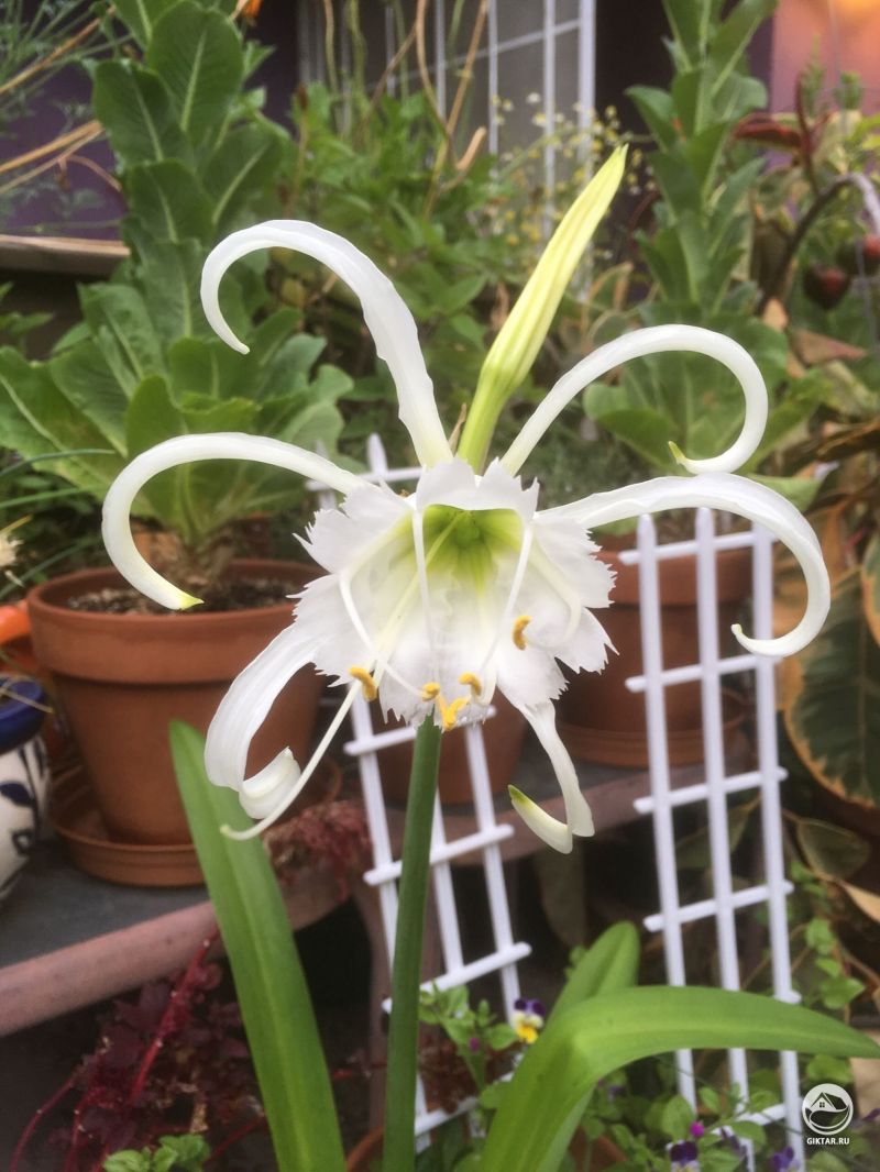 Hymenocallis festalis или Исмене ранняя