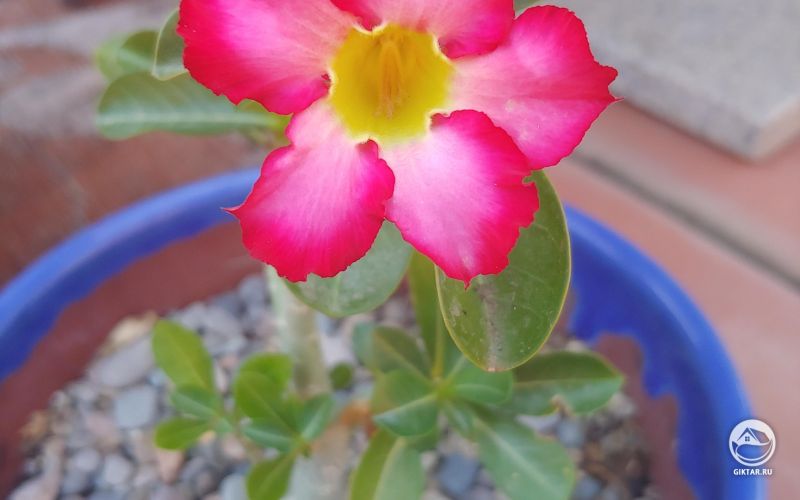 Не ожидала, что зацветет так скоро, моя пустынная роза