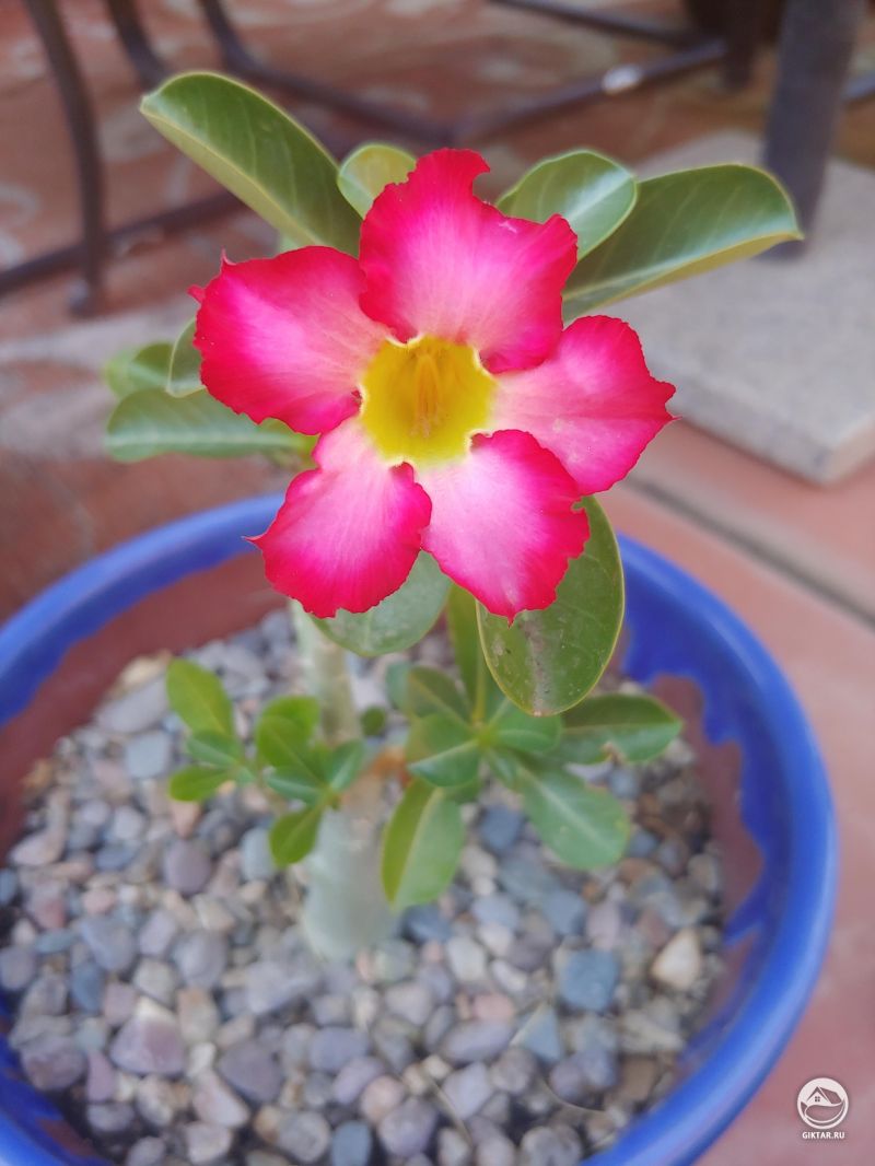 Не ожидала, что зацветет так скоро, моя пустынная роза