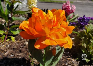 Махровый тюльпан