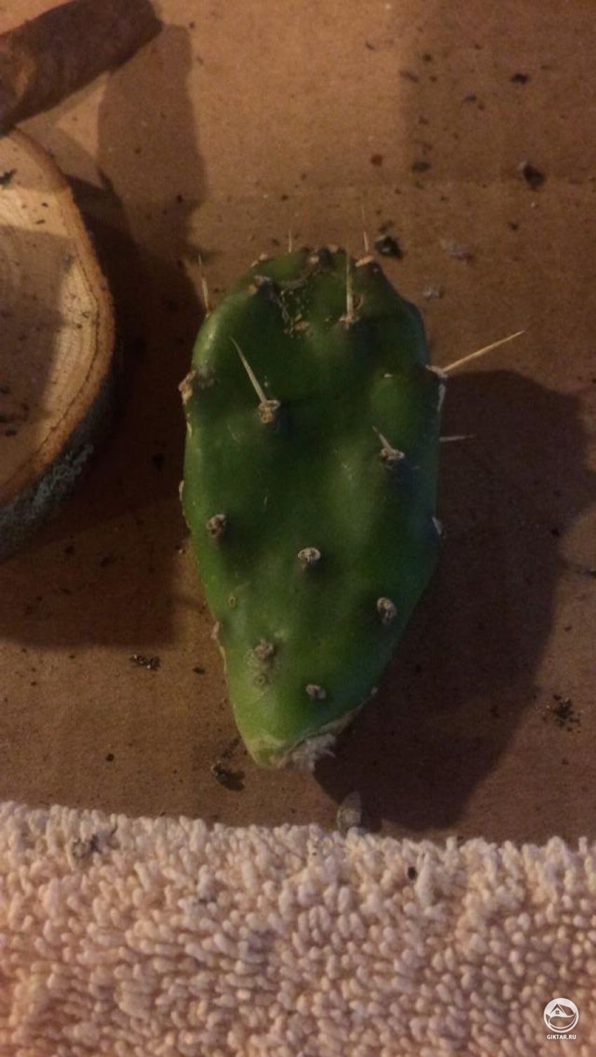 Как я могу сохранить этот кактус?