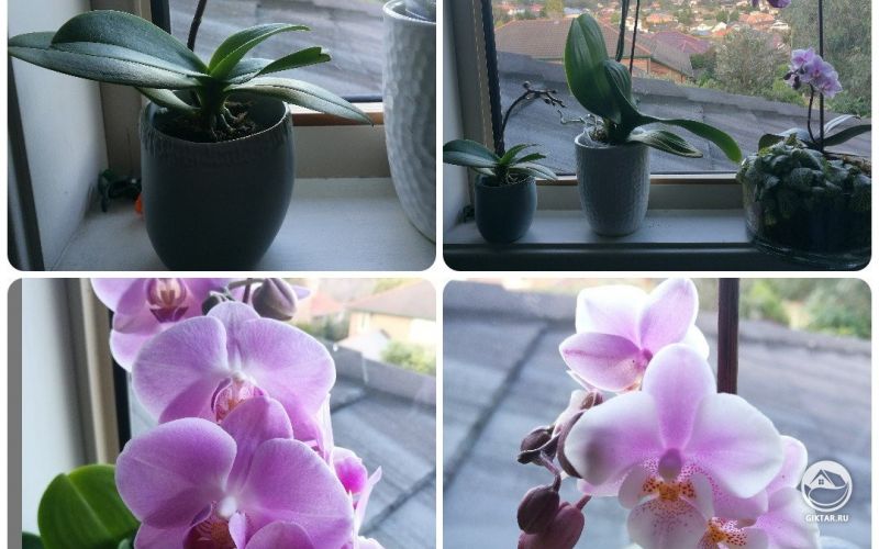 Мои цветущие орхидеи