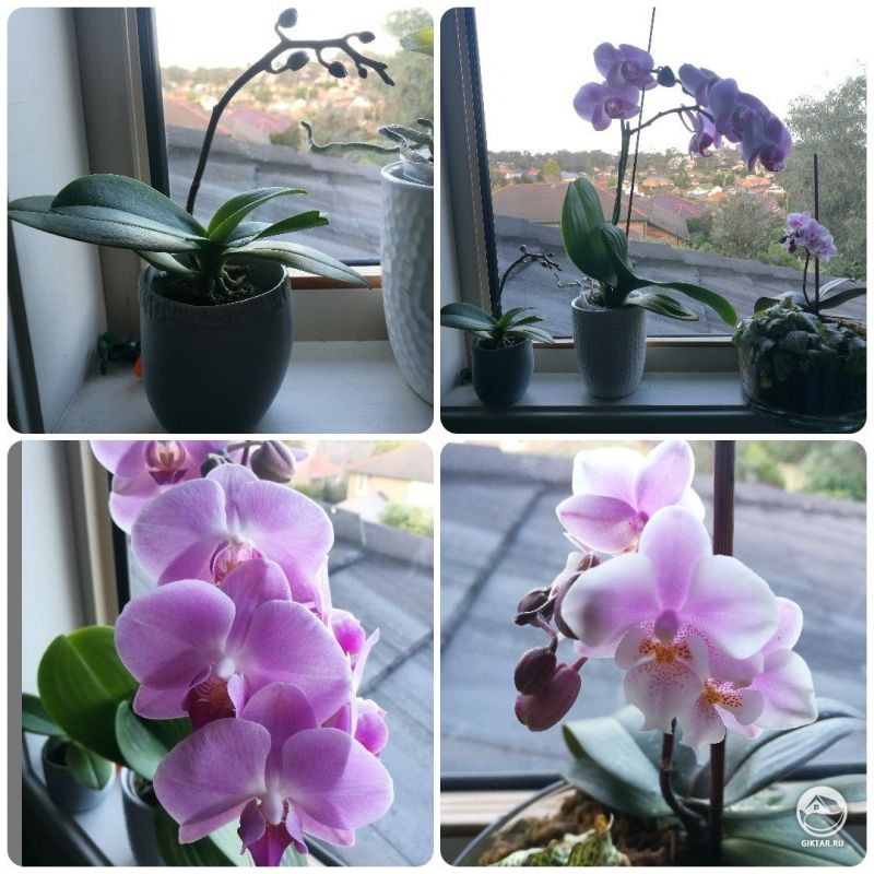 Мои цветущие орхидеи