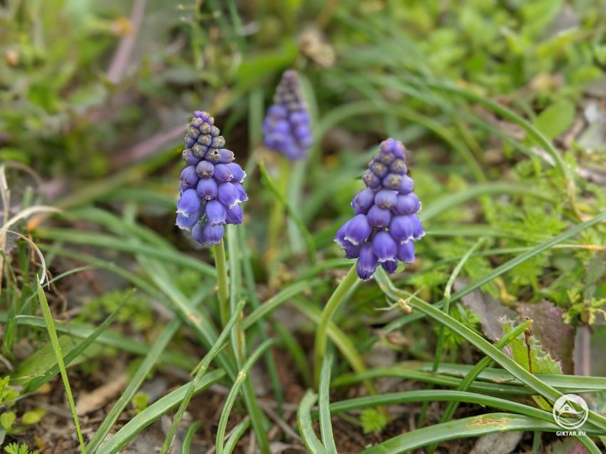 Как называется этот маленький цветок?