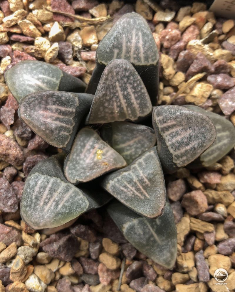 Хавортия groenewaldii