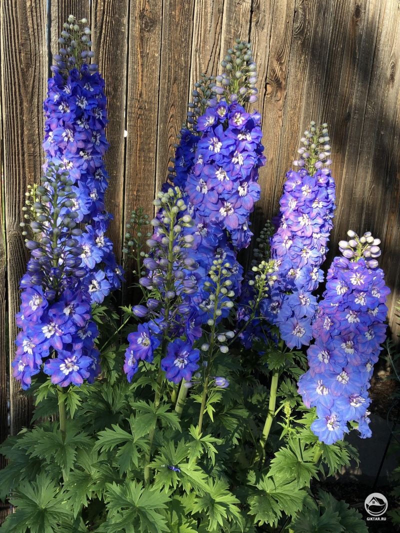 Гигантский дельфиниум.