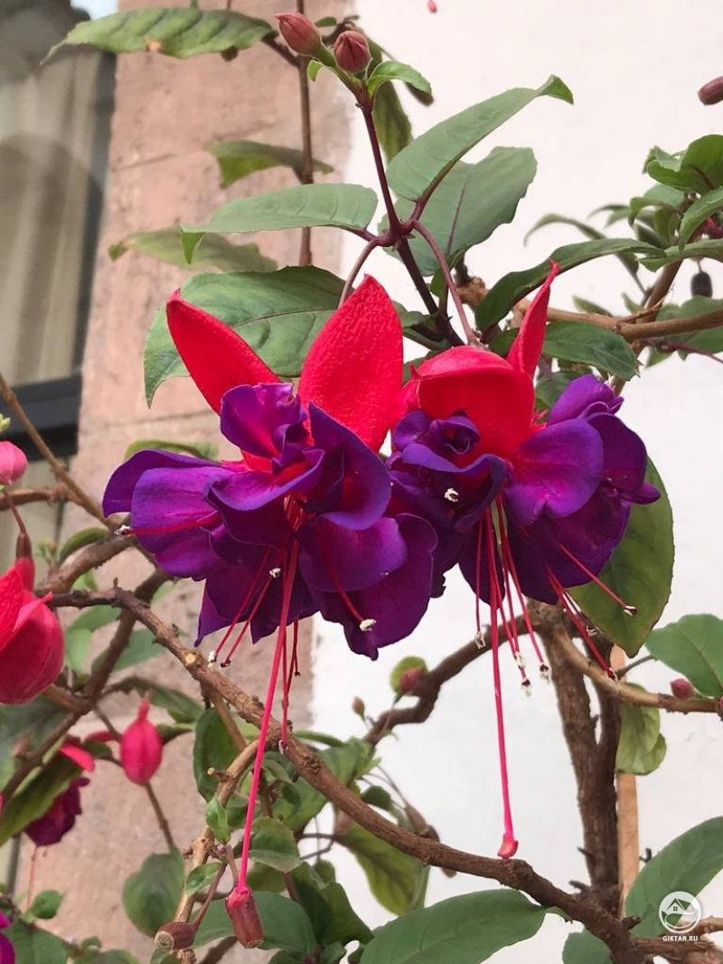 Фуксия в Перу. Сорт Giants voodoo