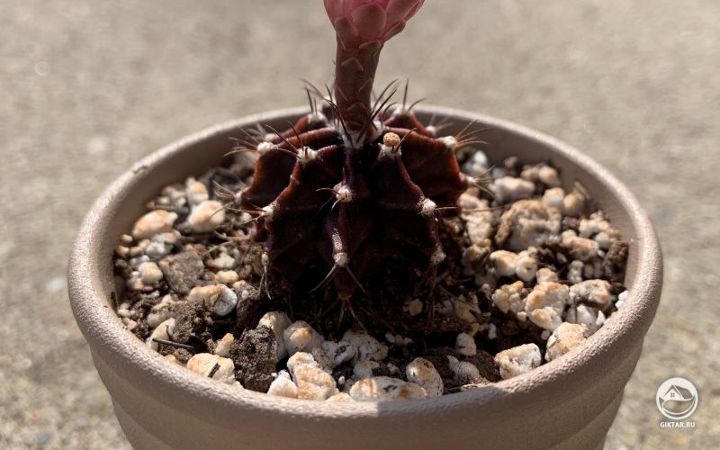 Гимнокалициум: цветение