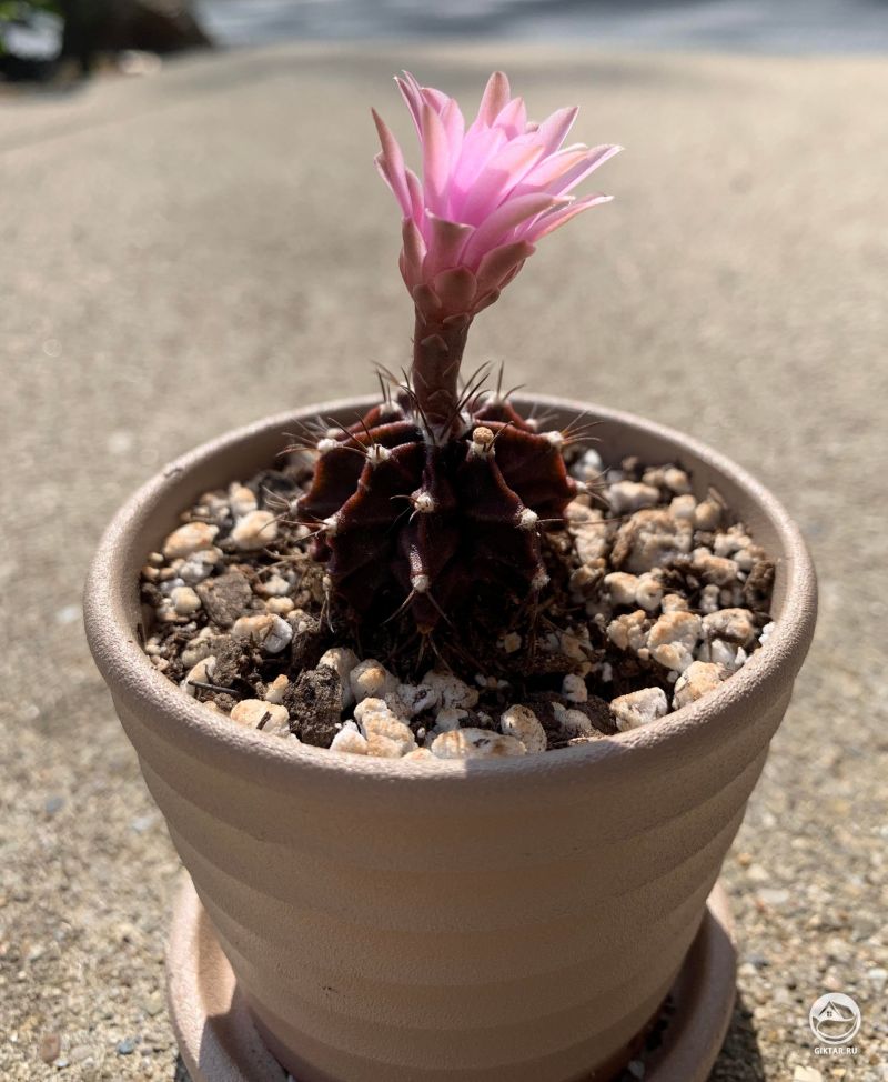 Гимнокалициум: цветение