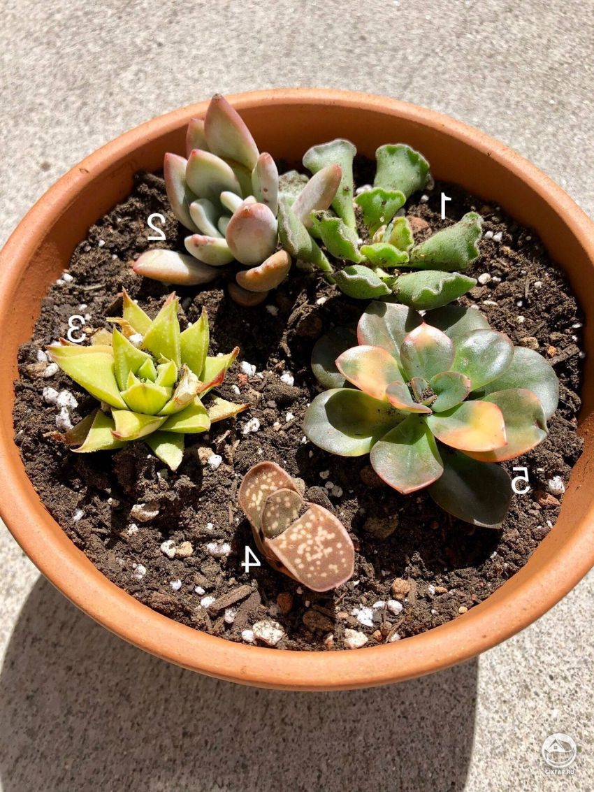 Помогите опознать мои новые суккуленты?