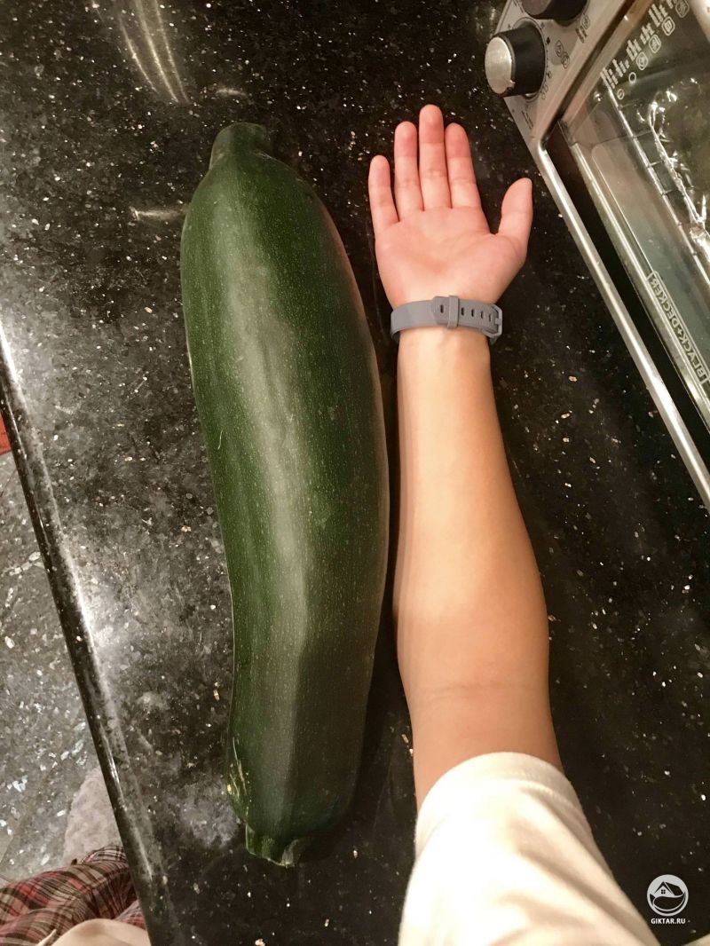 Большой такой кабачок цукини вырос в этом году