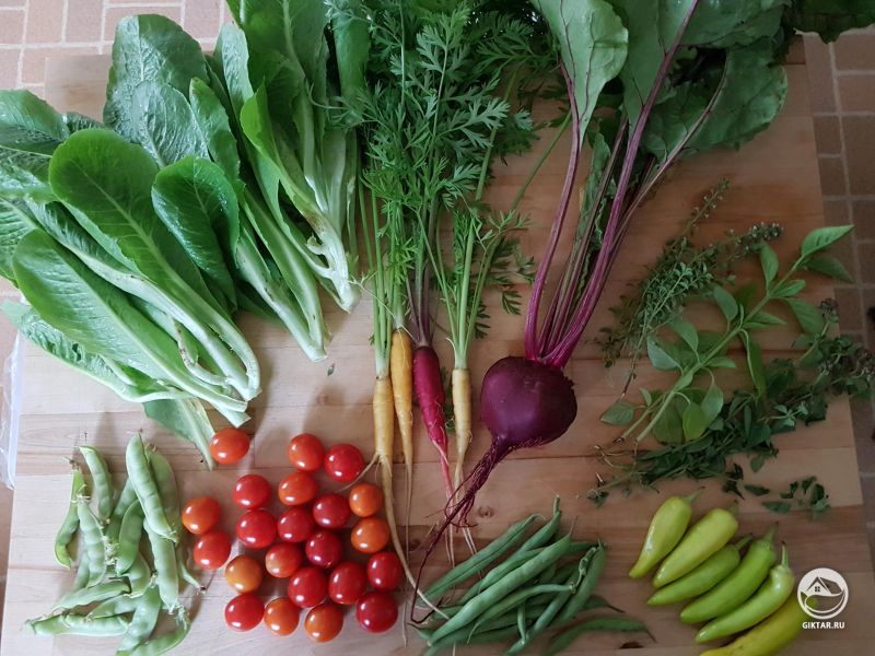 Дождь не прошлой неделе подстегнул растения к росту. Вот скромное вознаграждение.