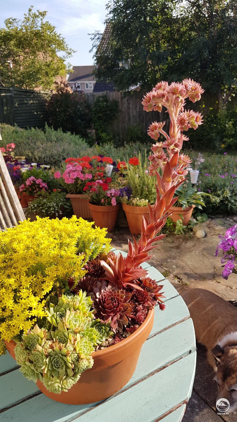 Уехала на две недели, и вернувшись нашла в этот прекрасный экземпляр. Никогда не видела это растение цветущим.