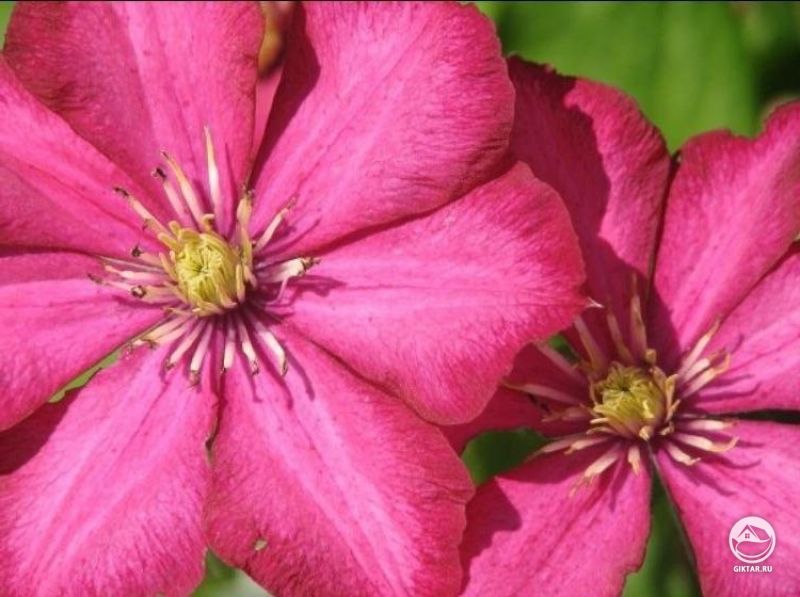 Красота. Малиновые клематисы