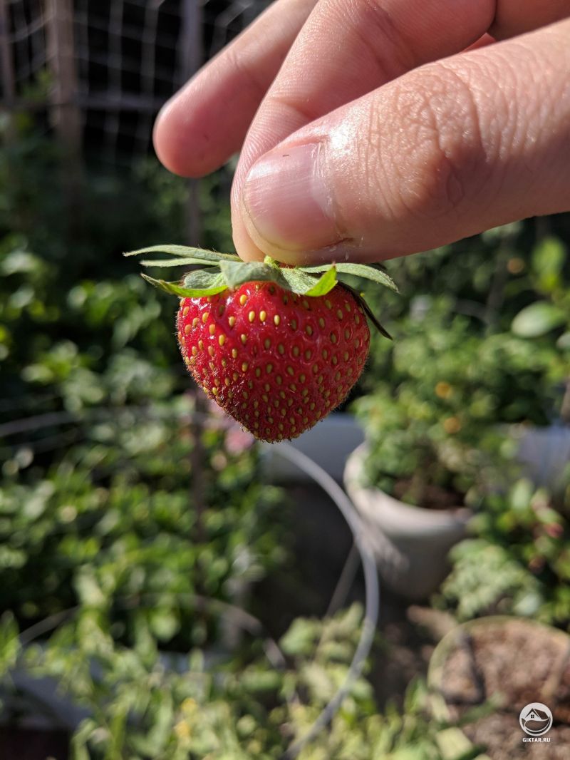 Первая клубника 2018 года!