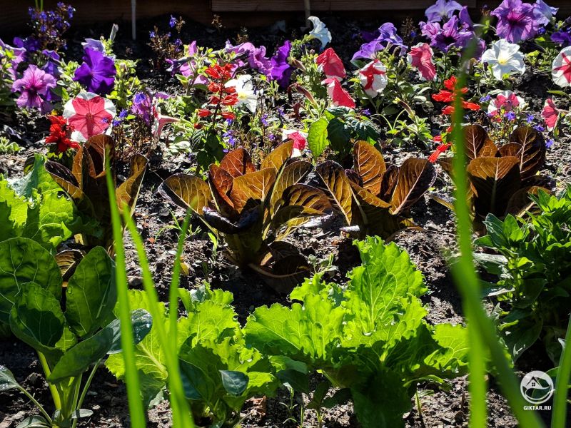 Сияние солнца в листьях моего салата делает меня счастливее.