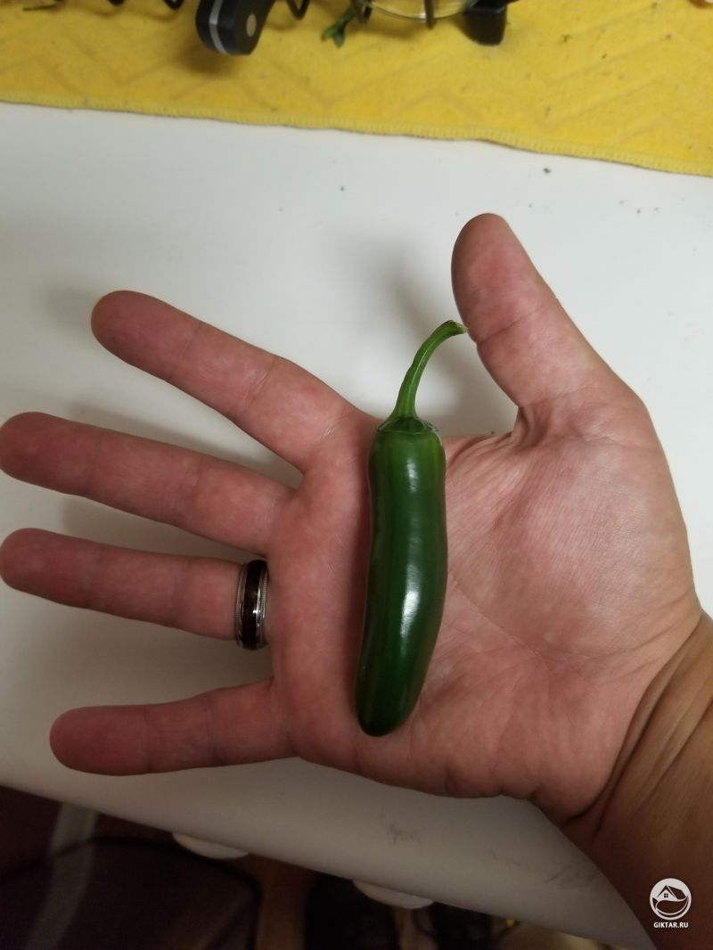 Представляю вам мой первый халапеньо.