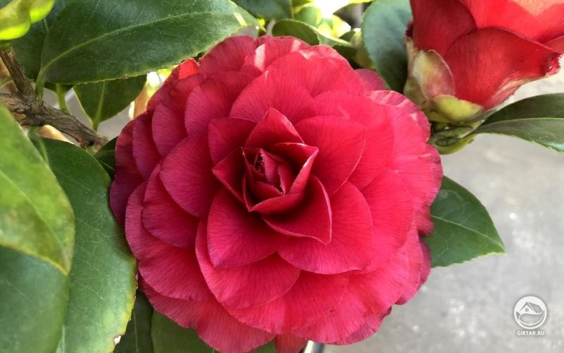 Сезон Камелий