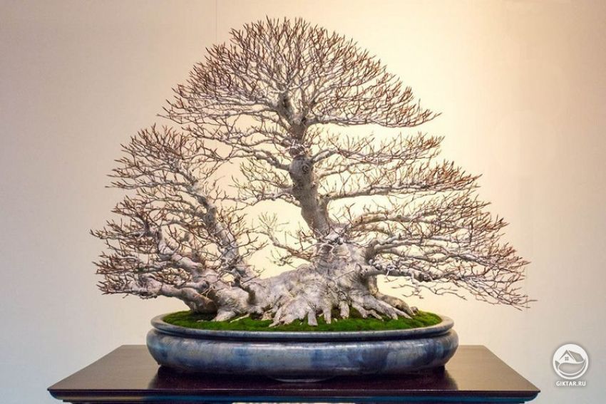 Японский бук. Бонсай. Японский бук. Бонсай.