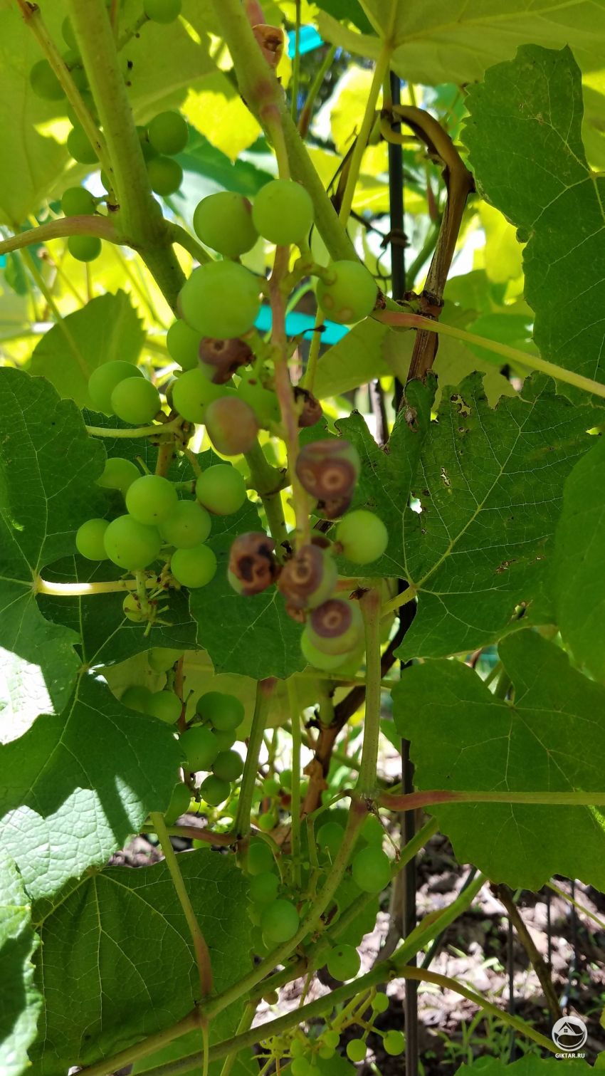 Что случилось с моим виноградом?