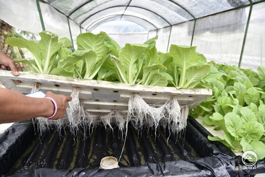 Выращивание салата в гидропонной системе