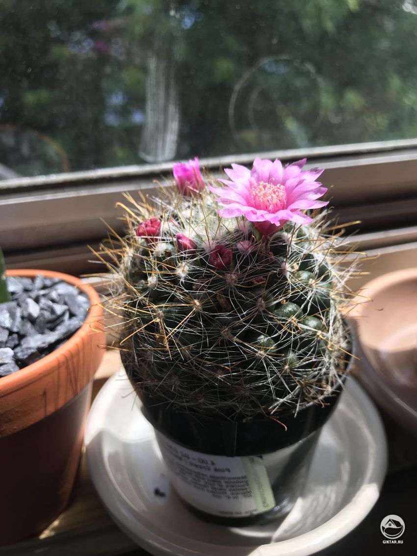 Нужно ли пересаживать кактус ?