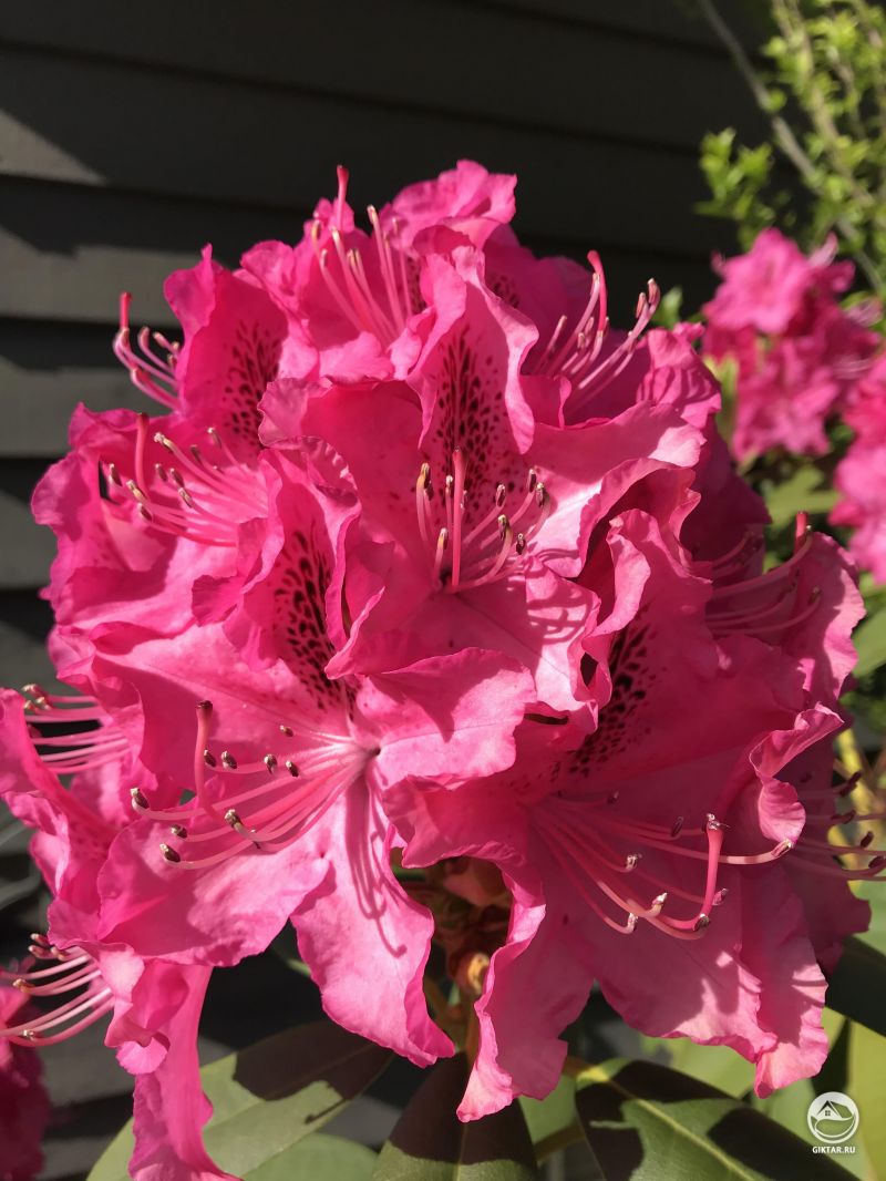 Цветущий рододендрон