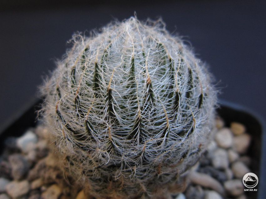 хавортия паутиновидная - волосатый суккулент хавортия паутиновидная - волосатый суккулент с плотной розеткой из листьев, покрытых волосками, образующими на поверхности паутину.