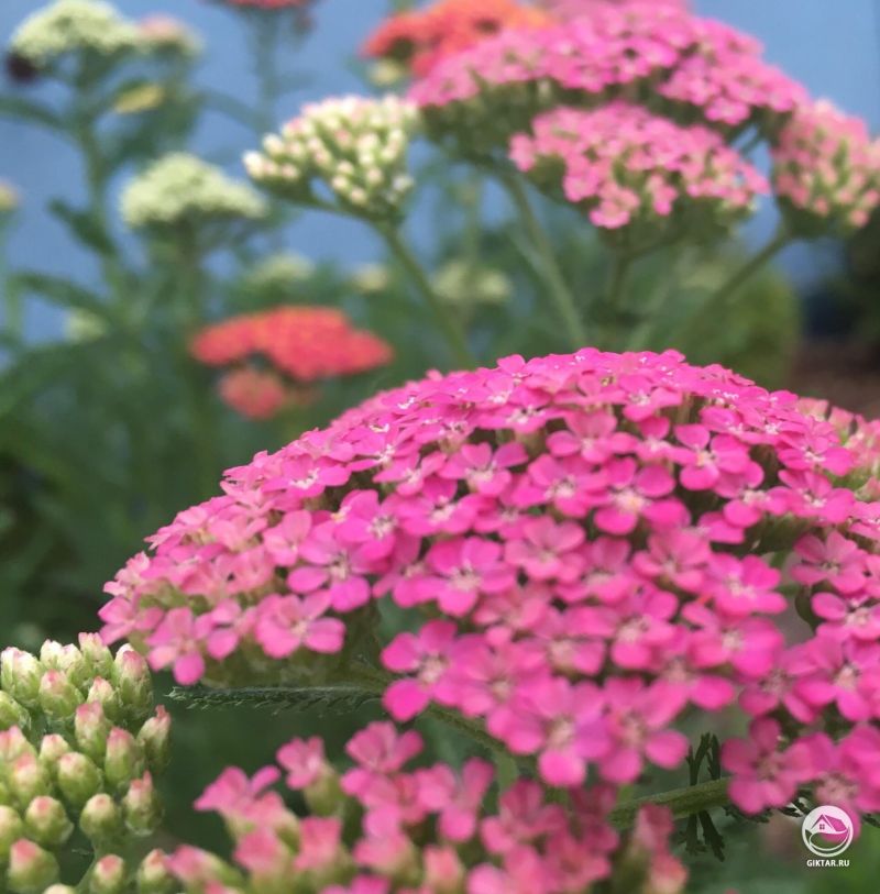 Тысячелистник является отличным дополнением к палисаднику!