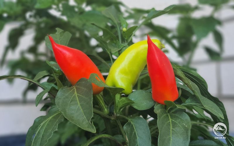 Банановые чили-перцы