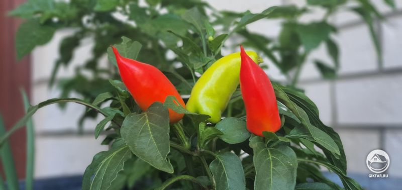 Банановые чили-перцы