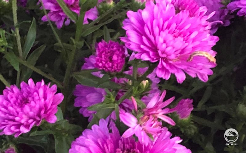 Розово-малиновые хризантемы