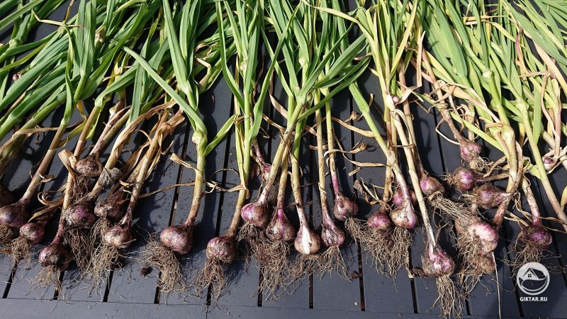 Урожай чеснока