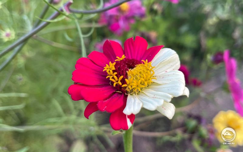 Цинния с сюрпризом