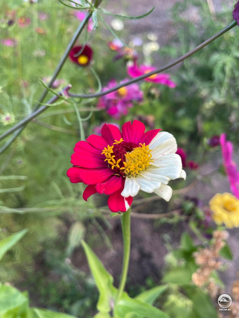 Цинния с сюрпризом