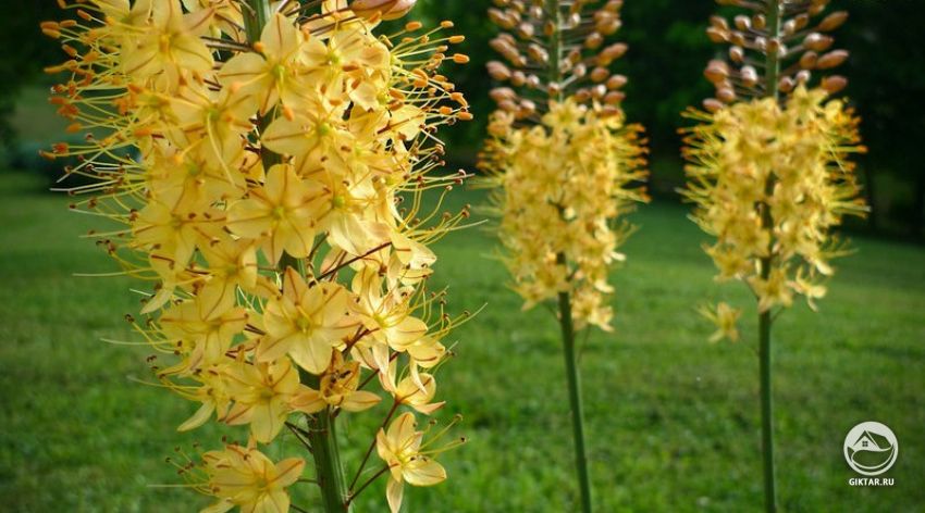 Эремурус. Соцветие во время цветения. Соцветие эремуруса во время цветения с маленькими звездчатыми цветками.