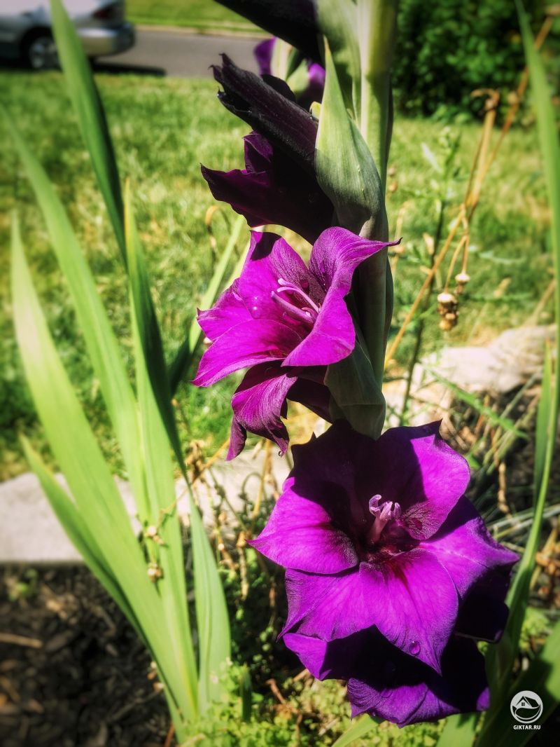 Гладиолус зацвел в моем саду