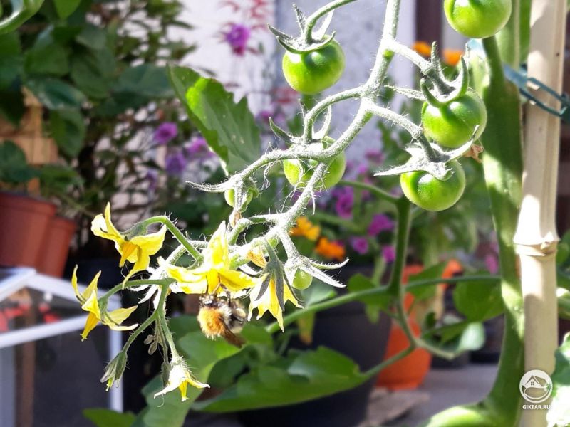 Маленький друг помогает мне в саду этим утром