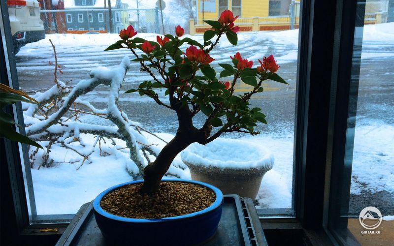 Бугенвиллея бонсай цветет.