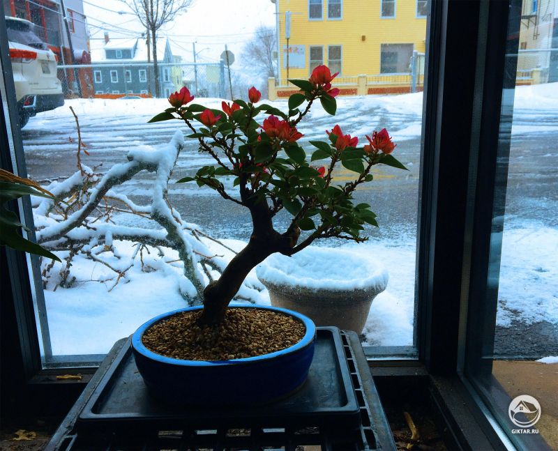 Бугенвиллея бонсай цветет.