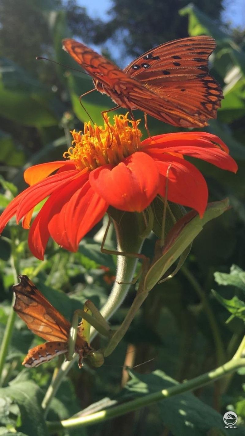 Круговорот жизни: пока ты ешь, кого-то рядом тоже едят.