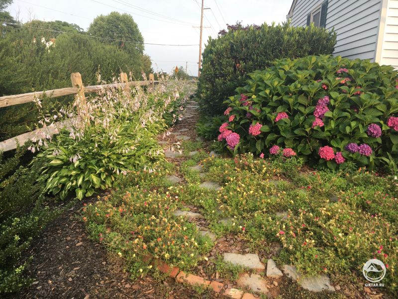 Мои хосты выдали в этом году немыслимое количество цветов