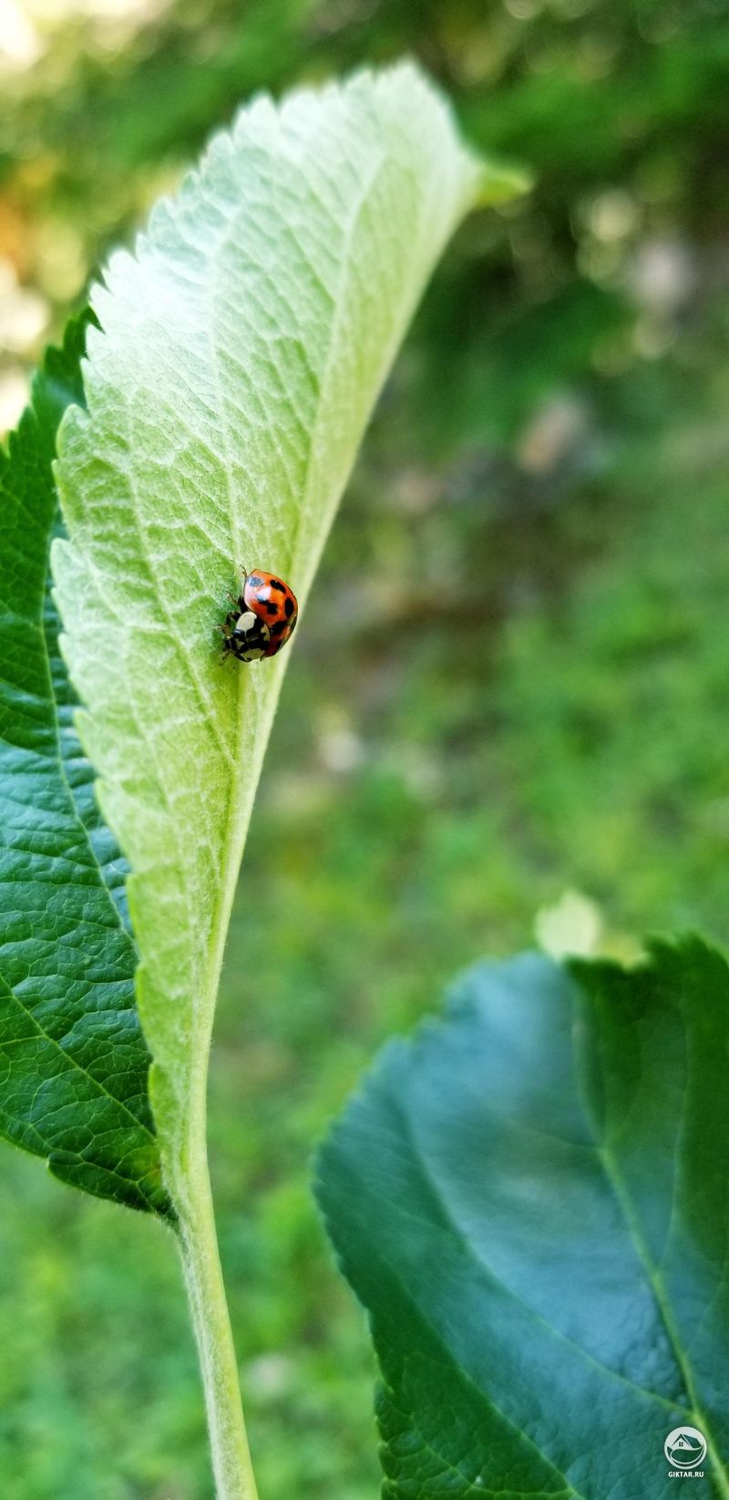 Привет чувак , плизз, съешь всю тлю
