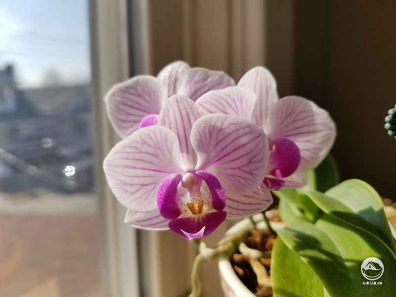 Цветущий фаленопсис