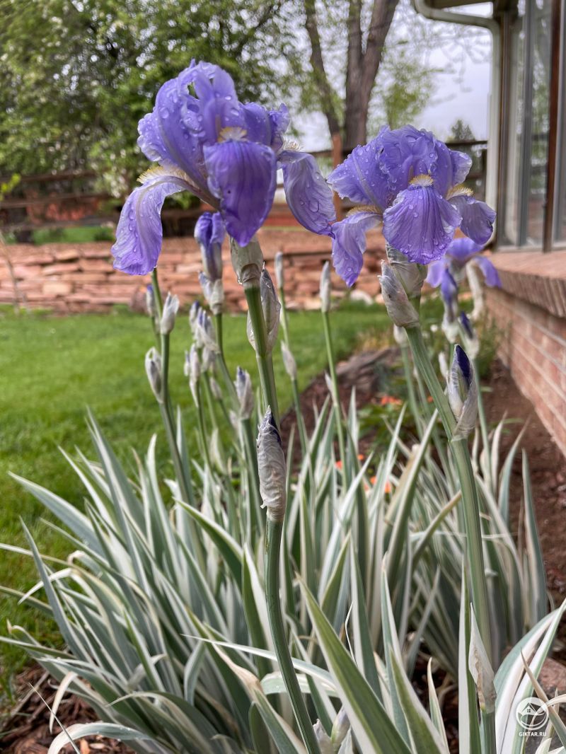 Цветущие ирисы