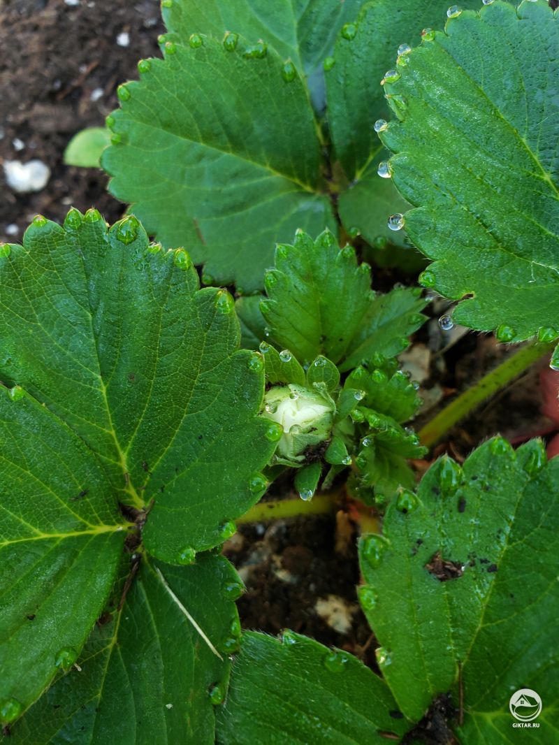 Цветение клубники