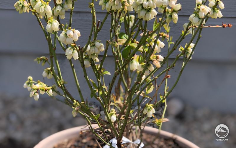 Кустик голубики цветет