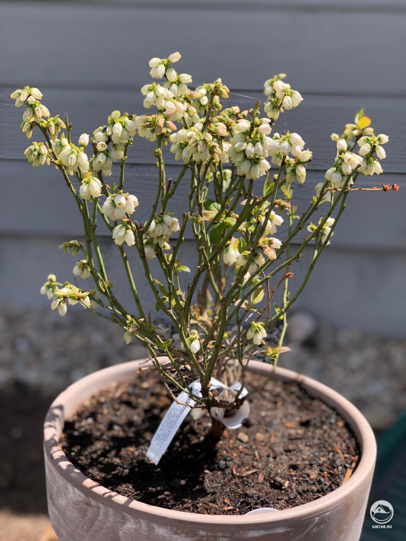 Кустик голубики цветет