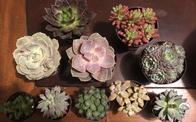 Пополнение суккулентной коллекции