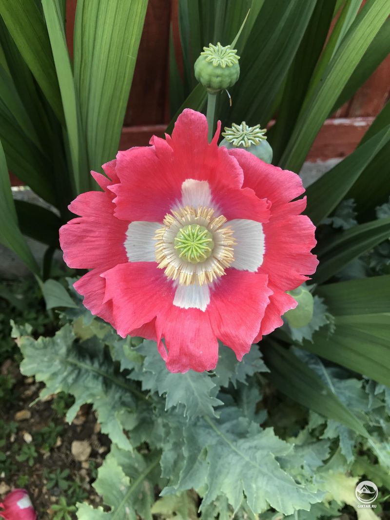 Мак "Датский флаг" , который у меня вырос